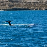 avistaje de ballenas